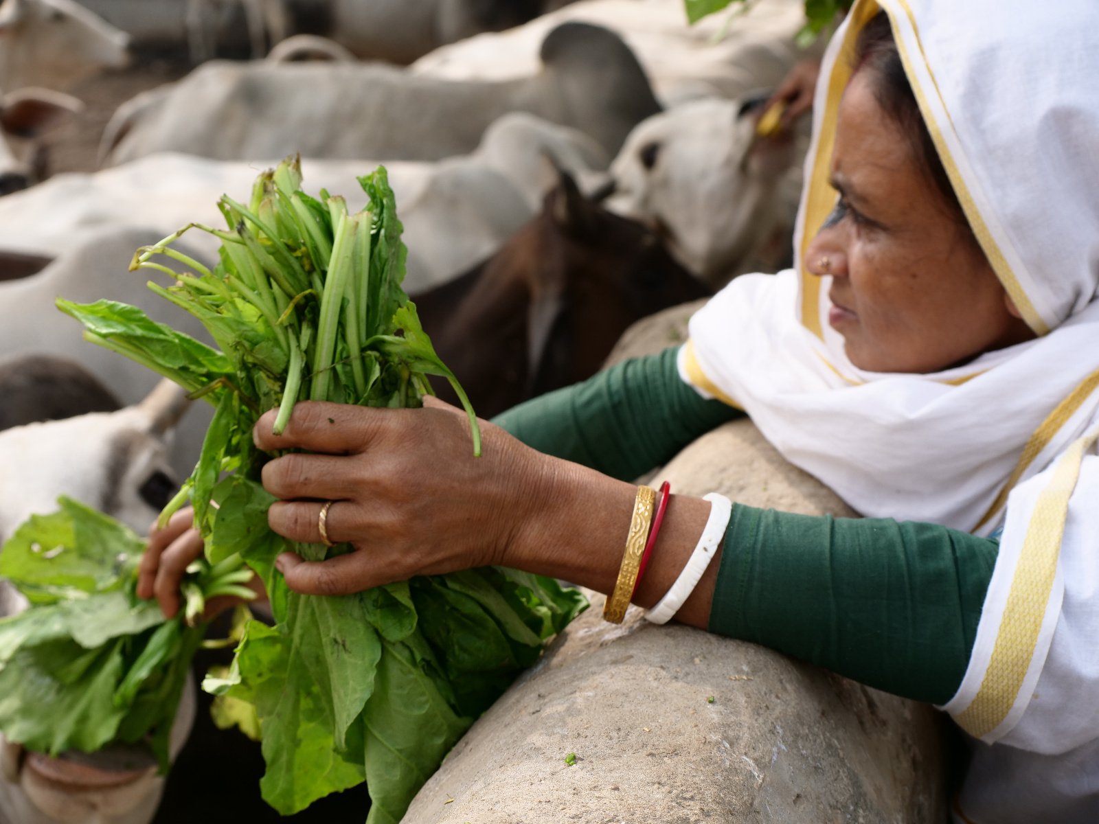  228 Gopashtami Radha kunda Govardhan 19.11.04